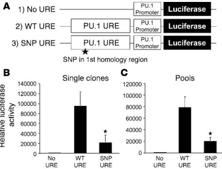 Figure 2The SNP in the first homology region of the URE of PU.1 leads to reduced enhancer activity