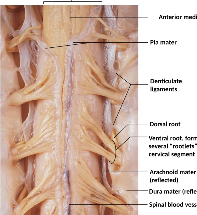 Figure 13-4 The Spinal Cord and Associated Structures.