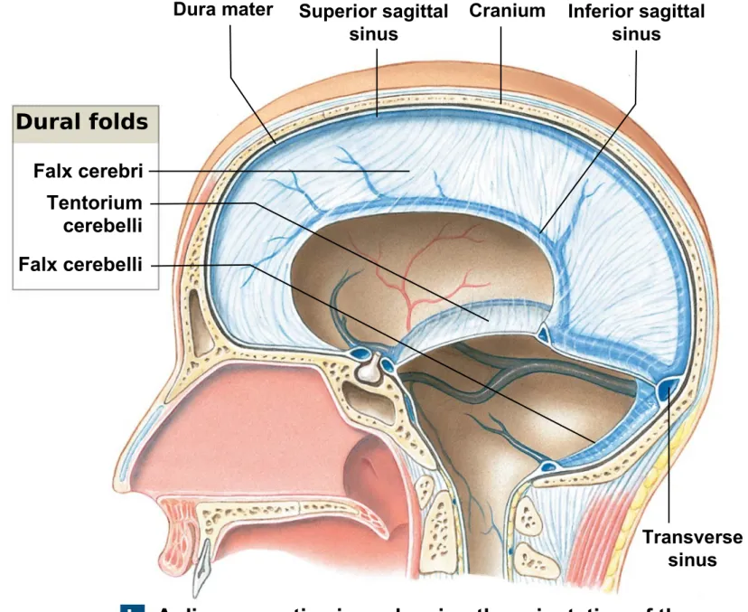 Figure 14-3b The Relationship among the Brain, Cranium, and Cranial Meninges.