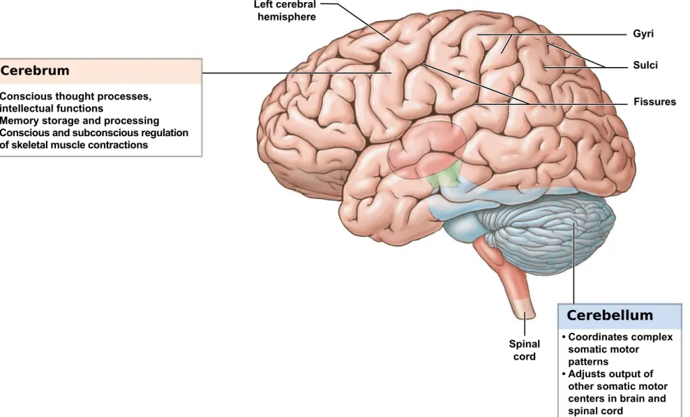 Figure 14-1 An Introduction to Brain Structures and Functions (Part 1 of 2).