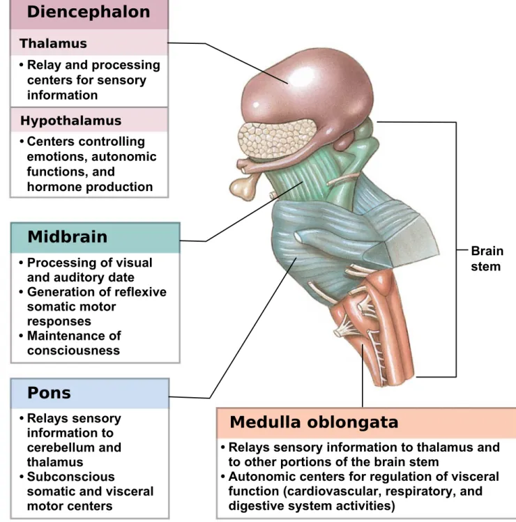Figure 14-1 An Introduction to Brain Structures and Functions (Part 2 of 2).