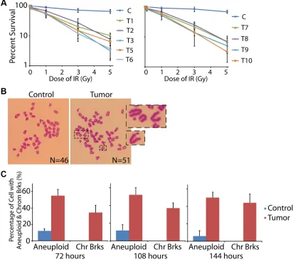 Figure 2: Activated DNA damage response and cell cycle checkpoint in human ovarian cancer