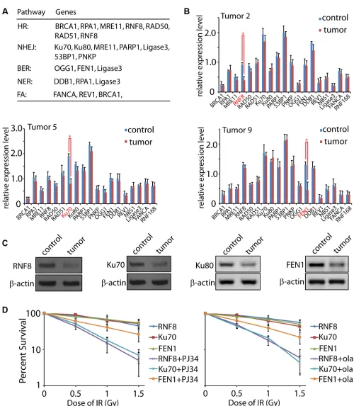 Figure 4: Expression level of DNA damage response factors in human ovarian cancer. (A) A general pattern of DNA damage response factors in HR, NHEJ, BER, NER, and FA pathways