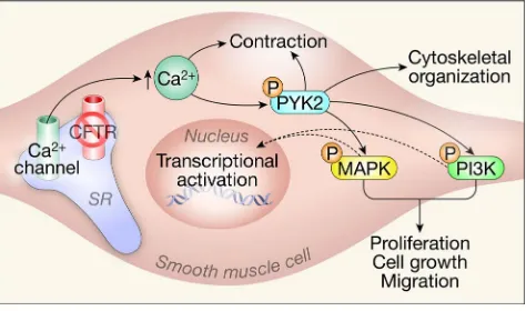Figure 8. Model of airway smooth muscle alterations in CF. Loss of CFTR leads to alterations in intracellular calcium handling