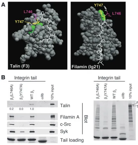 Figure 1Structure-based mutagenesis of the 