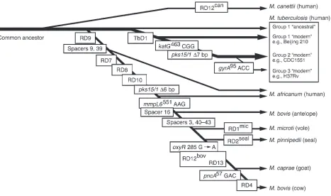 Figure 1Evolutionary scheme for the M. tuberculosis complex. The phylogenetic scheme is based on informative markers present or absent in the prog-