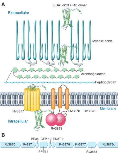 Figure 2The RD1 locus and components of the ESX-1 secretion system. 
