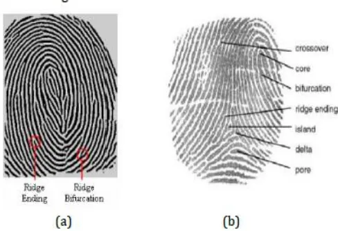 Fig 1[21] :  a)Two minutia featuresb)Other minutia features 