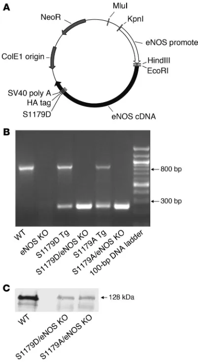 Figure 1Generation of S1179A and S1179D eNOS transgenic mice. (