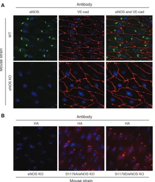 Figure 2Subcellular localization of WT and transgenic 