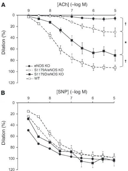 Figure 4Effect of S1179D and S1179A mutations on vascular reactivity. (