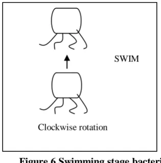 Figure 5.Bacterium tumbling stage 