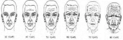 Fig. 3 Face Aging Sketches From 30 to 80 Years With 10 Years Per Sketch 