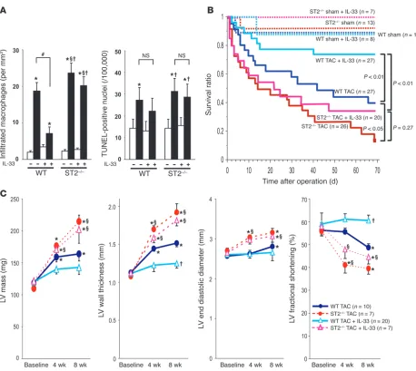 Figure 6IL-33 improves survival after TAC and reduces TAC-induced macrophage infiltration, but does not inhibit apoptosis in vivo