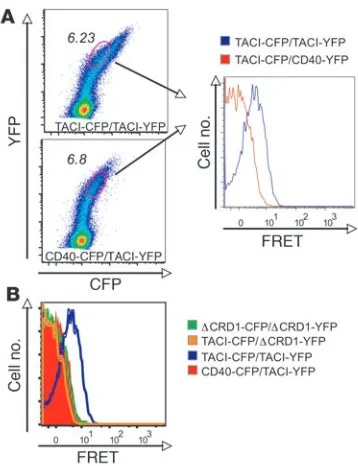 Figure 3snIP analysis of TACI receptor assembly in ER microsomes. (
