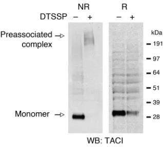 Figure 5Preassociation of endogenous mTACI in B cells. Mouse lymphoma 