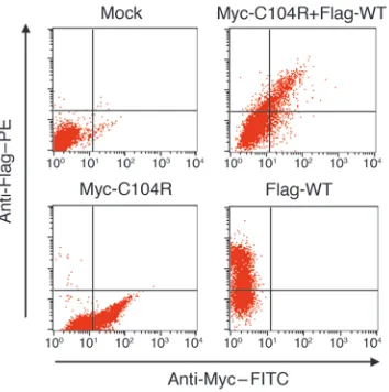 Figure 9C104R mutant does not interfere with surface expression of WT hTACI.