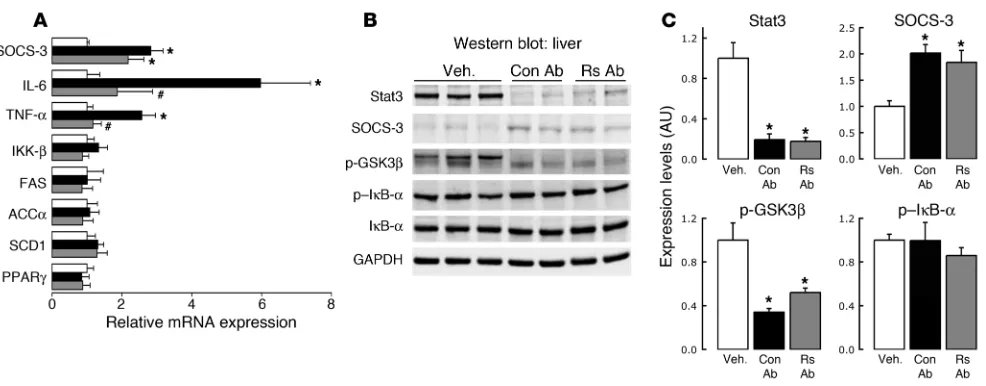 Figure 6The increased expression of inflammatory genes in the liver following peripheral (i.v.) resistin infusion is ameliorated by central Rs Ab