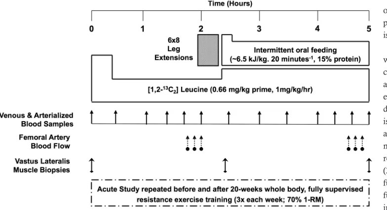 Figure 1. Acute study schematic. 1-RM, 1-repetition maximum.