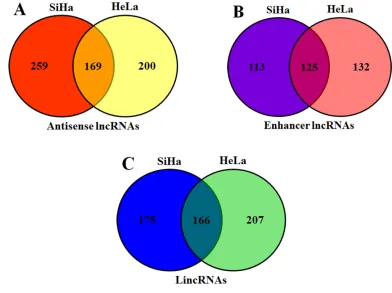 Figure 2: Subgroups of differentially expressed lncRNAs. Column chart show three kinds of lncRNAs in HeLa and SiHa compared with C-33A
