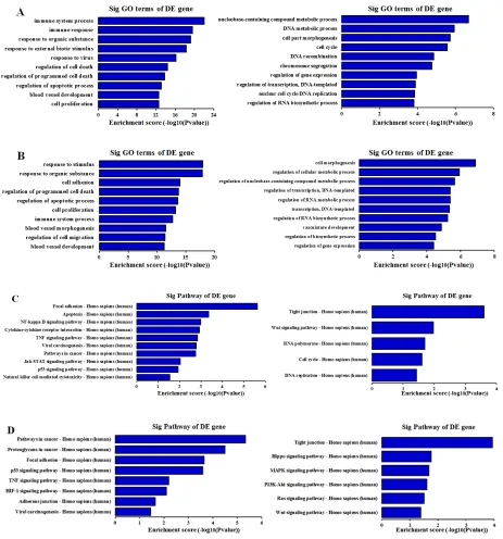Figure 4: GO and KEGG pathway analysis of differentially expressed mRNAs in SiHa and HeLa as regards to biological processes