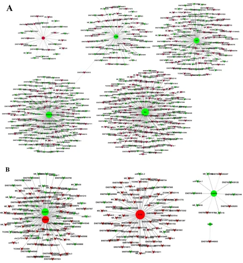 Figure 5: Coding non-coding gene co-expression networks in SiHa A. and HeLa B. “Triangle node” represents as the lncRNAs and “round node” represents as the mRNA