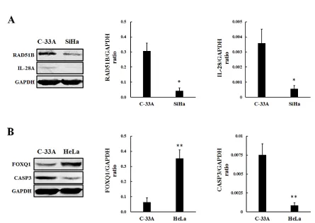 Table 3: Validation of microarray data by real-time qPCR in SiHa