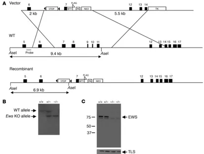 Figure 1Inactivation of Ews by gene targeting. (A) Scheme for Ews targeting strategy. The triangles indicate loxP sequences flanking the stop cassette