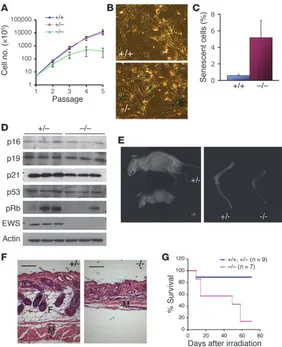 Figure 5Premature cellular senescence and aging-like features 