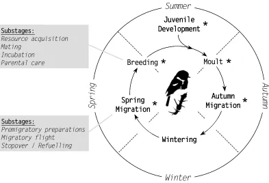 Fig. 1.2. Schematic of the annual cycle of the stonechat, a migratory passerine breeding in the north-temperate zone