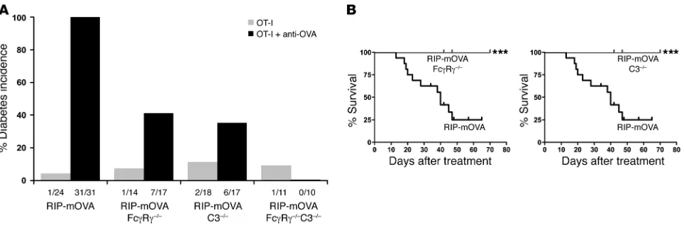 Figure 6Mice lacking activating Fcγ receptors and complement are protected from severe antibody-induced diabetes
