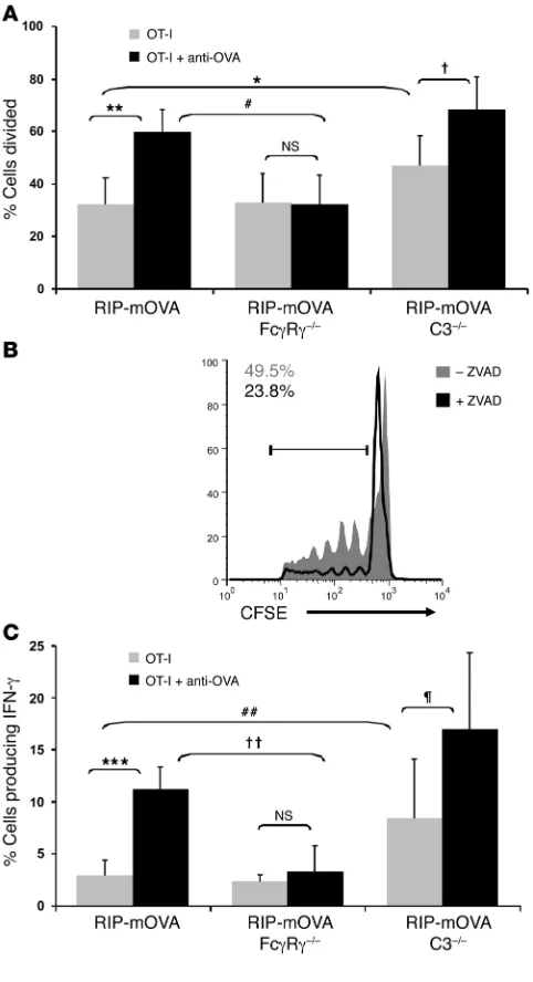 Figure 7Antibody-enhanced OT-I cell proliferation and effector cell differen-tiation is dependent on activating Fcγ receptors