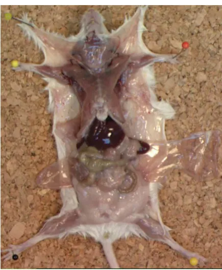 Figure 16. Dissected mouse before fixing in formalin 