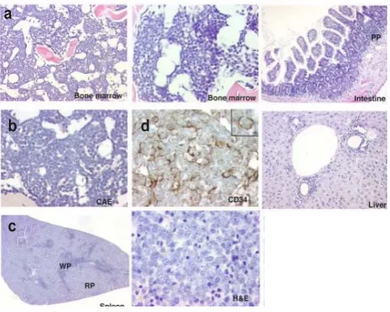 Figure 27. Histological analysis of diseased Cdx2 mice showed multiple organ infiltration of blast cell population