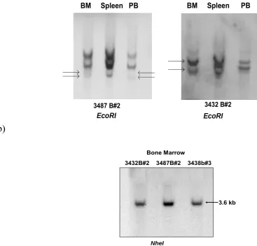Figure 28. Southern blot showed oligoclonality of the disease: a) Southern blot analyses of 