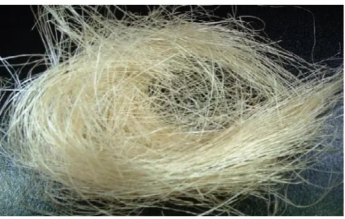 Fig 1 Sisal fibres 