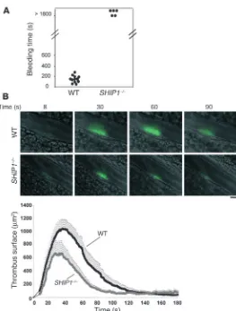 Figure 5Impaired bleeding time and thrombus formation in SHIP1-