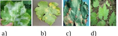 Fig -1:  a) Powdery mildew b) Downy mildew c) Black rot d) Normal leaf 