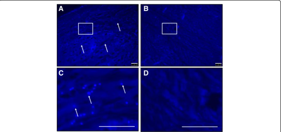 Fig. 2 Gross inspection of human meniscus a before decellularization and b after decellularization showed that overall shapes were maintainedfor decellularized compared to intact meniscus