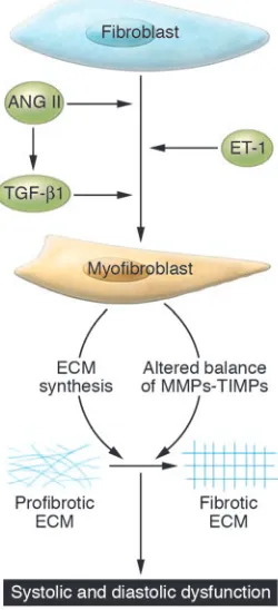 Figure 2Mechanisms for transition of fibroblasts to myofibroblasts. The transi-