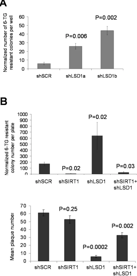 Figure 9: Opposing actions of LSD1 and SIRT1 in acquisition of HPRT mutations. A. Spontaneous HPRT mutations in KCL-22 cells following LSD1 knockdown