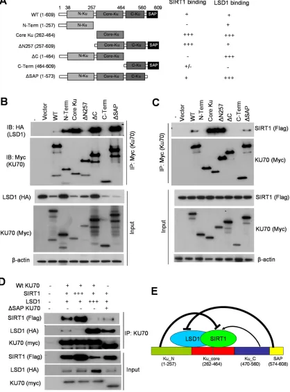 Figure 10: Competitive binding of KU70 by LSD1 and SIRT1. flag-tagged SIRT1 (in C). Table on the right summarizes relative binding strength for KU70 domains with LSD1 or SIRT1
