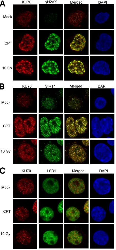 Figure 2: Confocal imaging of SIRT1, LSD1 and KU70 in KCL-22 cells after DNA damage. Co-localization of KU70 with γH2AX A., SIRT1 B