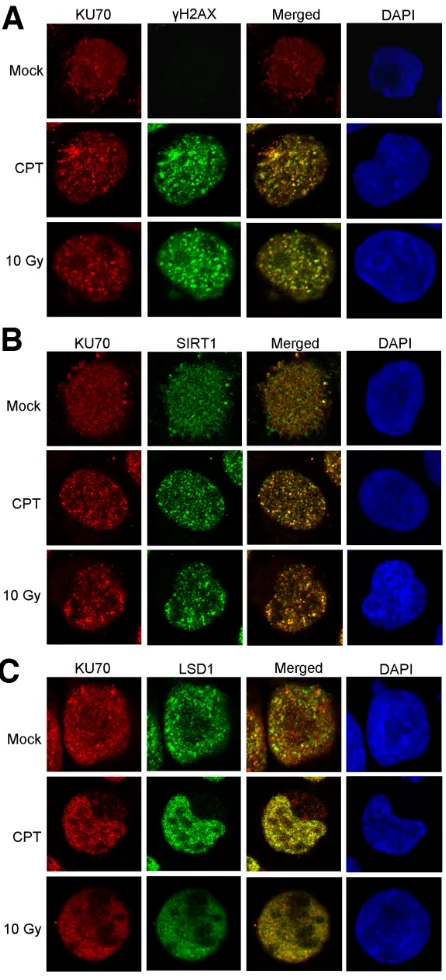 Figure 3: Confocal imaging of SIRT1, LSD1 and KU70 in KU812 cells after DNA damage. Co-localization of KU70 with γH2AX A., SIRT1 B