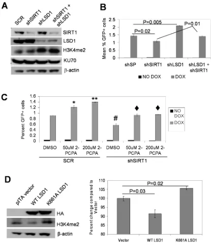 Figure 7: Opposing functions of LSD1 and SIRT1 in NHEJ repair. A. Western blots of individual and combinatory knockdown of LSD1 and SIRT1