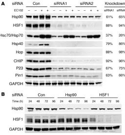 Figure 3Targeted knockdown of primary components of the chaperone 