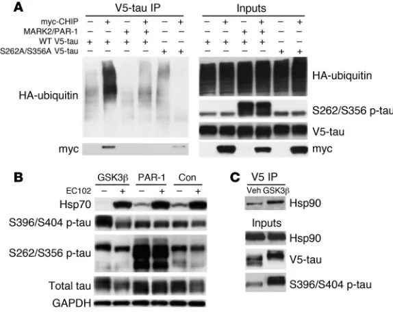 Figure 7Phosphorylation at S262/S356 prevents ubiquitination and degradation of tau by either CHIP or Hsp90 inhibition, but does not abolish CHIP/Hsp90 binding, further implicating ubiquitination of p-tau by CHIP as a necessary component for Hsp90-mediated