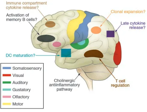 Figure 4The immunological homunculus. The CNS is organized somatotopi-