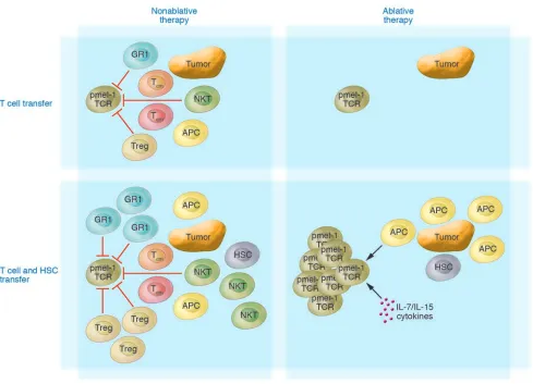 Figure 1Schematic of the promotion of expansion and function of adoptively transferred antitumor CD8