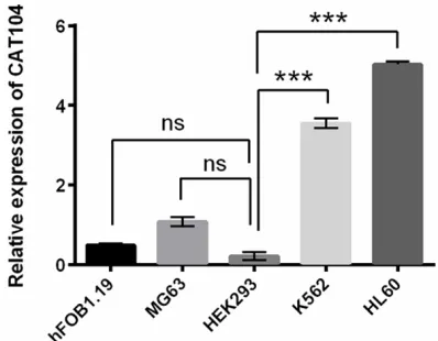 Figure 1. Different expression levels of CAT104 in several cell lines. Expression levels of CAT104 were detected by qRT-PCR in human osteoblast cell line hFOB1.19, human osteosarcoma cell line MG63, hu-man embryonic kidney cell line HEK293 and human leukem